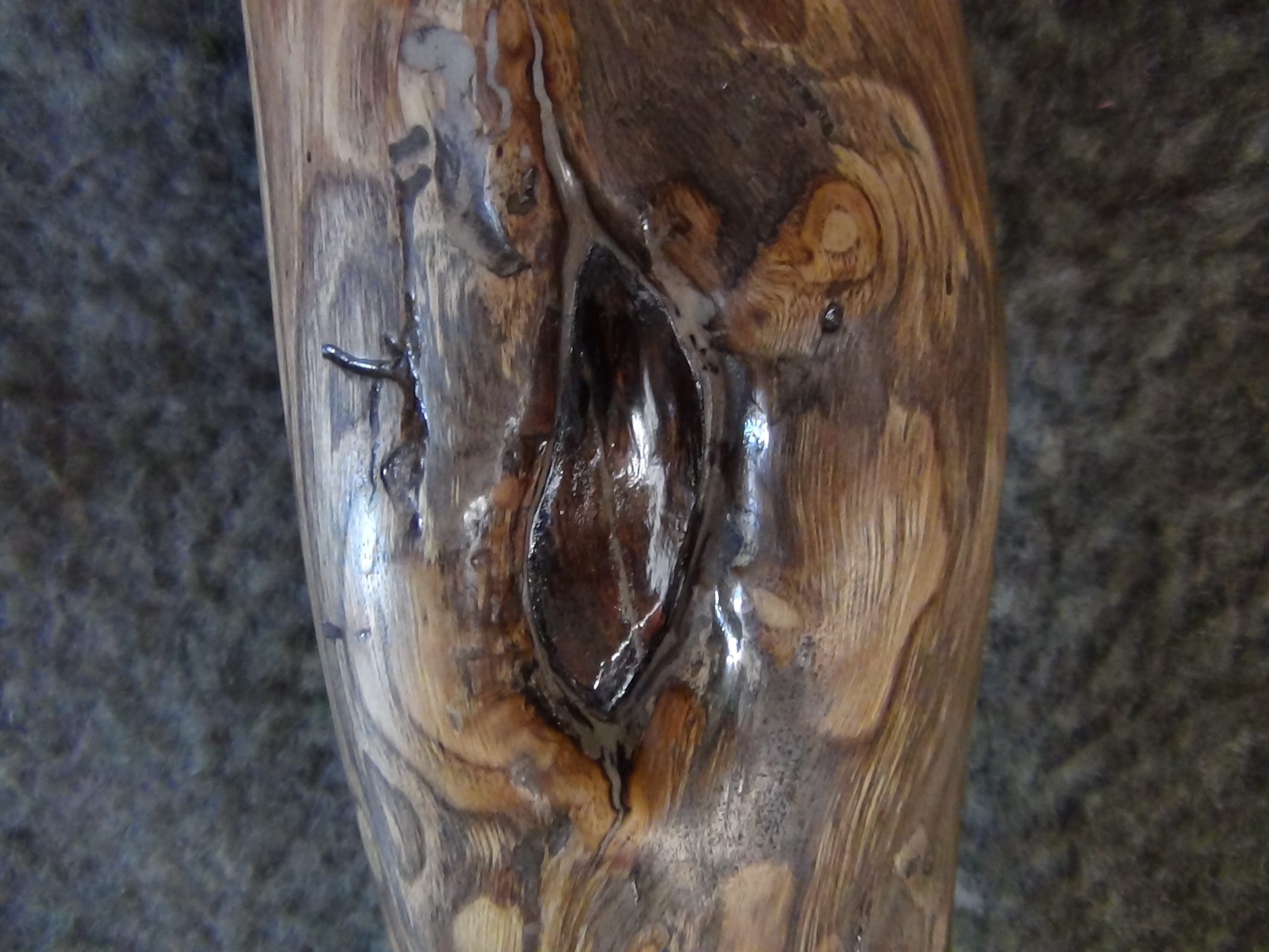 Chestnut wood F