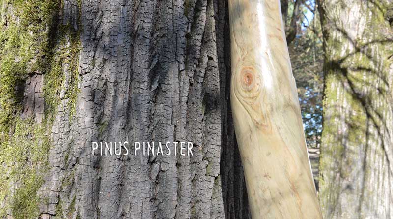 Pinus Pinaster deep didgeridoo G 432hz