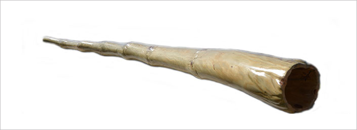 pinus-pinaster-didgeridoo-theemeraldstree