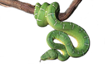 emeraldtreeboa